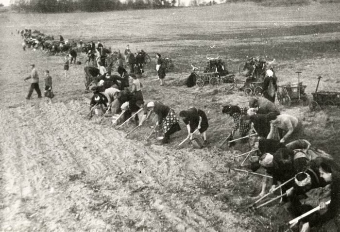 Bild zum Dokument Foto: Stoppeln nach Kartoffeln
